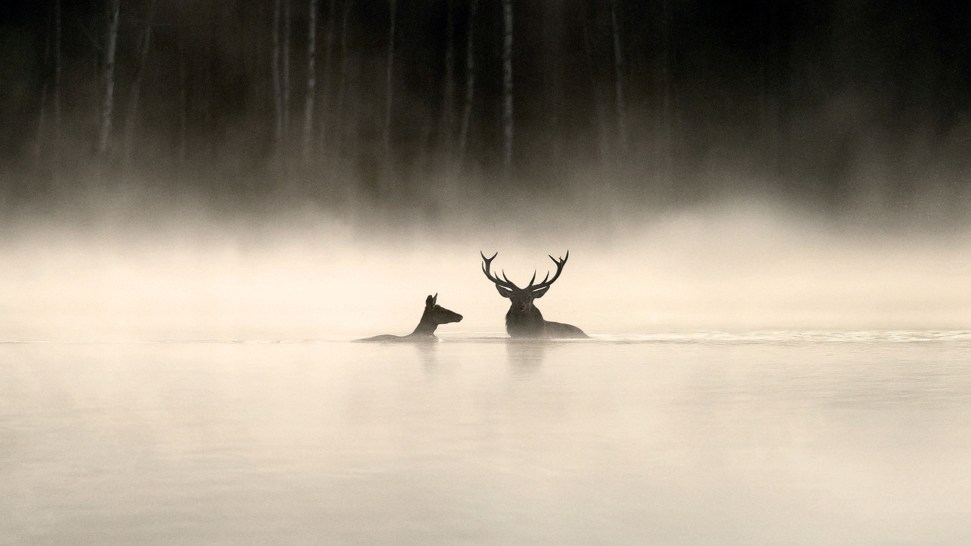 Photo du film Le Chant des forêts
